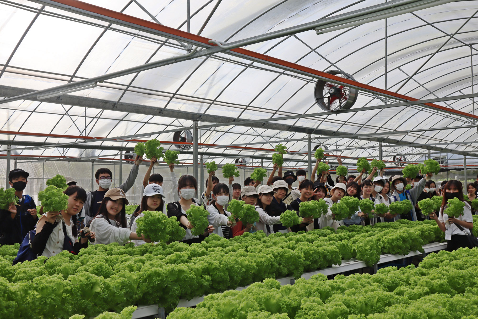 The Japanese students visit Serapi Farm, a modern agricultural farm at Matang, to experience the complete agricultural process from sowing to packaging.