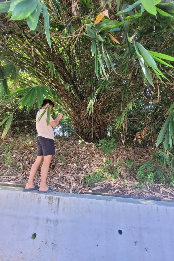 Swinburne Sarawak students used bioacoustics to compare bird diversity in urban and forest habitats — uncovering striking differences in species richness and soundscape. 