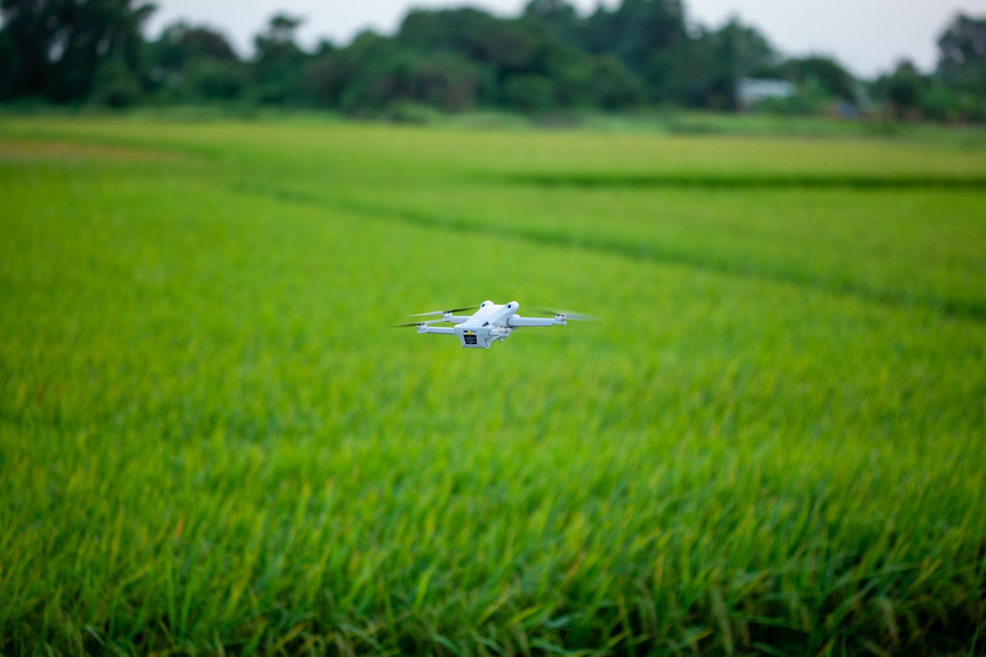 Drones using IoT flies over a rice field for real-time agricultural monitoring